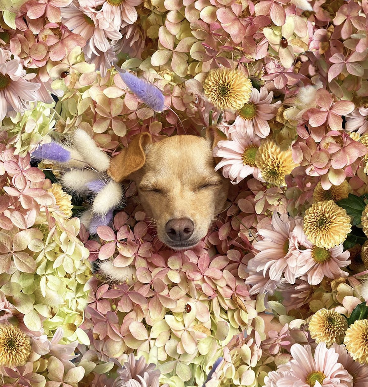 BLUSH cruelty-free brand visual featuring a dog’s face surrounded by flowers, symbolizing compassion, ethical beauty, and respect for animals