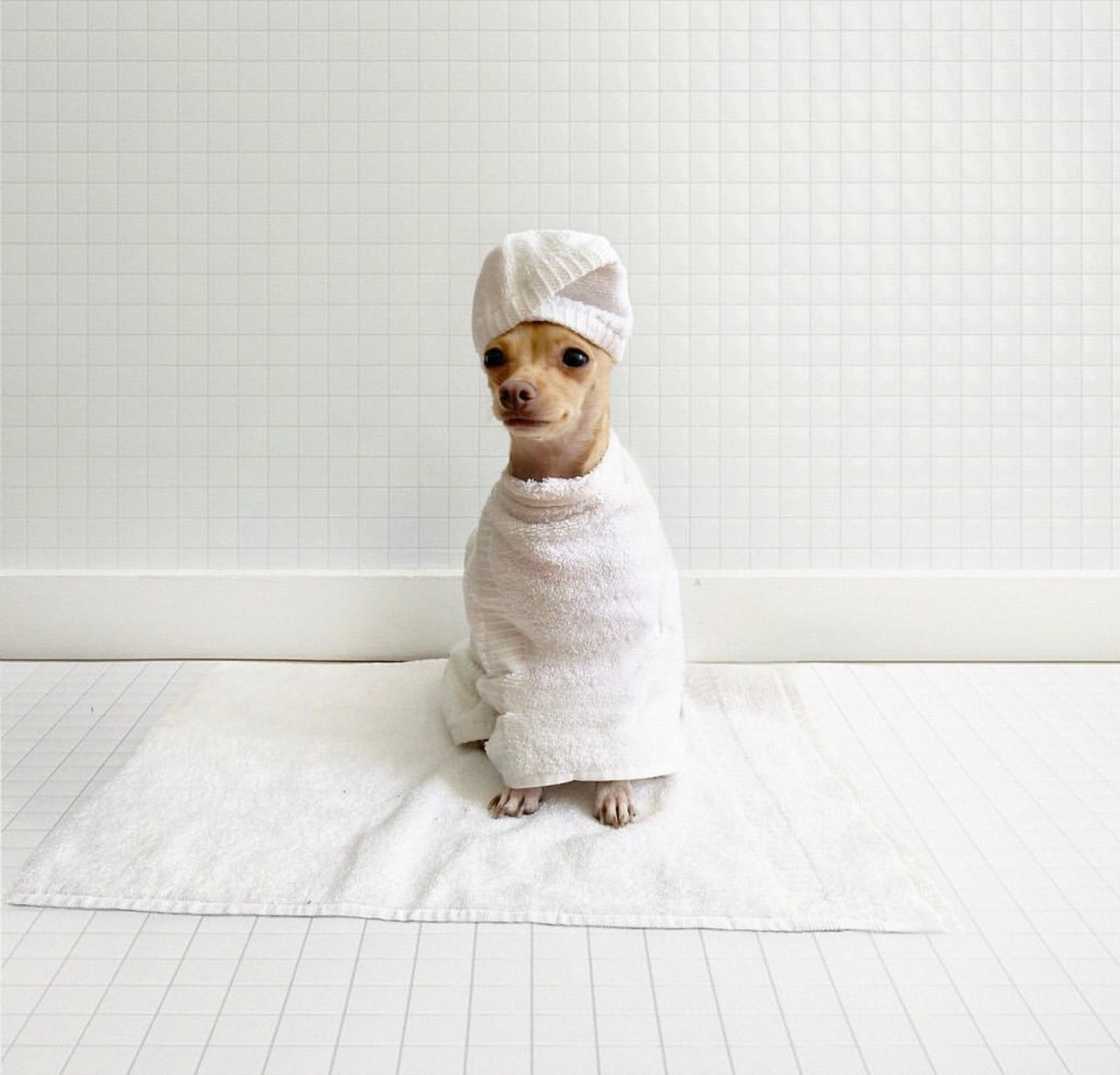 BLUSH lifestyle visual of a dog wrapped in a towel after a bath, symbolizing softness, gentle care, and the brand’s cruelty-free values